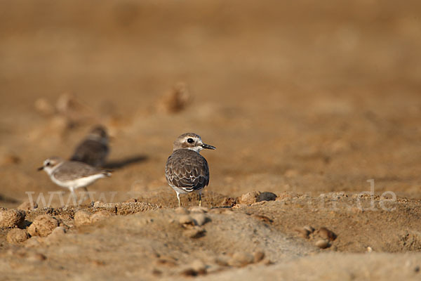 Wüstenregenpfeifer (Charadrius leschenaultii)