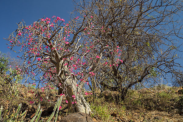 Wüstenrose (Adenium obesum)