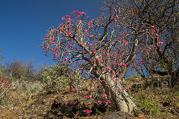 Wüstenrose (Adenium obesum)