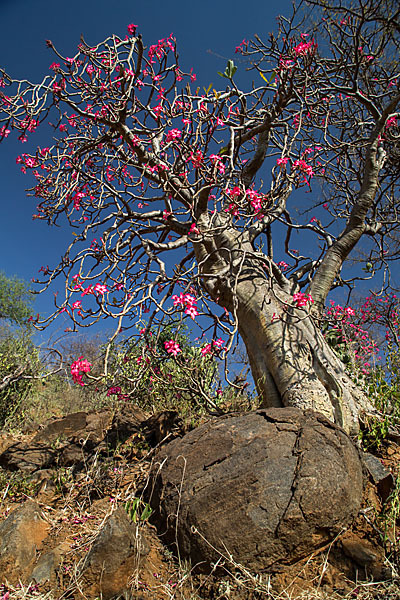 Wüstenrose (Adenium obesum)