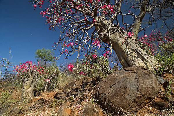 Wüstenrose (Adenium obesum)