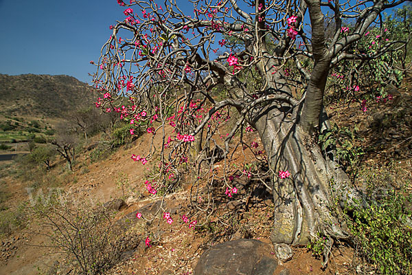 Wüstenrose (Adenium obesum)