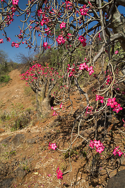 Wüstenrose (Adenium obesum)