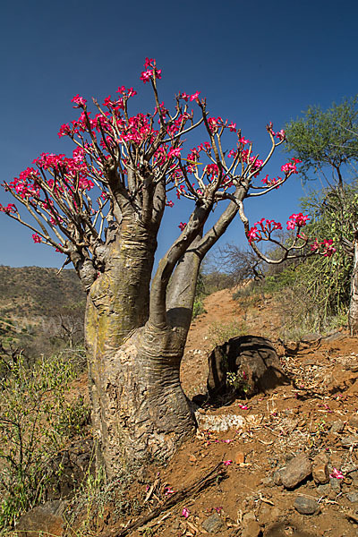 Wüstenrose (Adenium obesum)