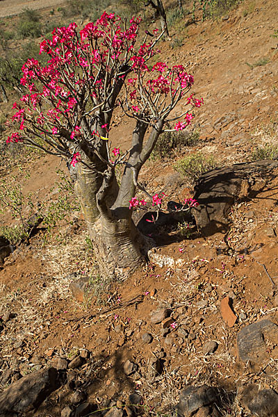 Wüstenrose (Adenium obesum)