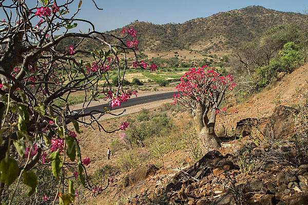 Wüstenrose (Adenium obesum)