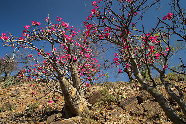 Wüstenrose (Adenium obesum)