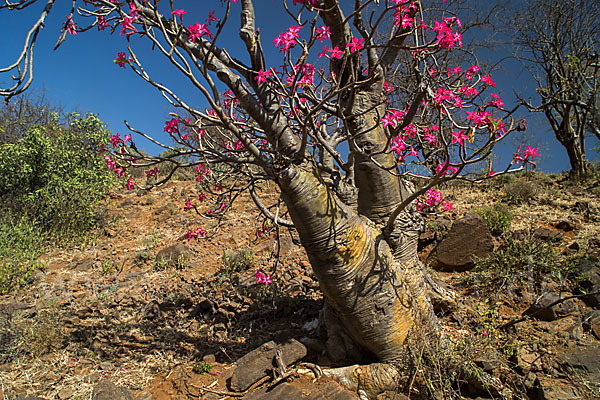 Wüstenrose (Adenium obesum)