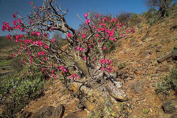 Wüstenrose (Adenium obesum)