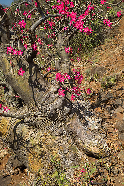 Wüstenrose (Adenium obesum)