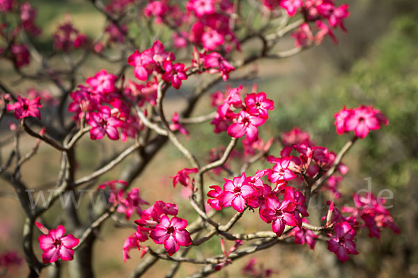 Wüstenrose (Adenium obesum)