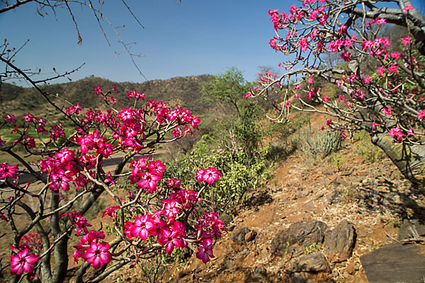 Wüstenrose (Adenium obesum)