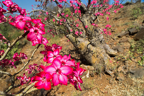 Wüstenrose (Adenium obesum)