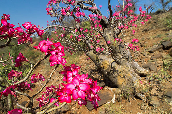 Wüstenrose (Adenium obesum)