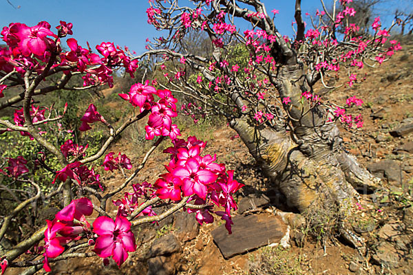 Wüstenrose (Adenium obesum)