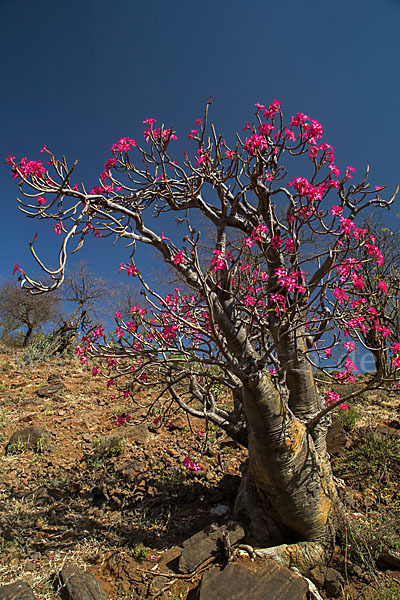 Wüstenrose (Adenium obesum)