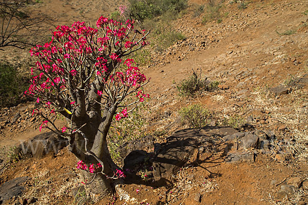 Wüstenrose (Adenium obesum)