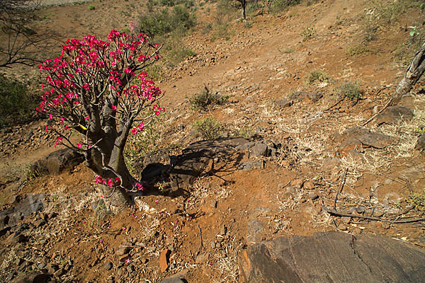 Wüstenrose (Adenium obesum)