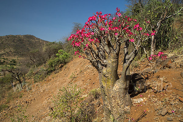 Wüstenrose (Adenium obesum)