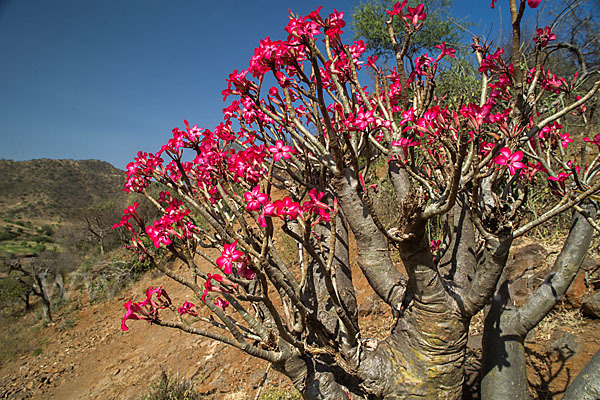 Wüstenrose (Adenium obesum)