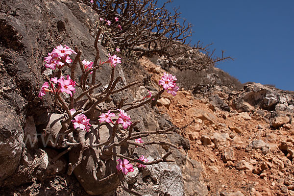 Wüstenrose (Adenium obesum)