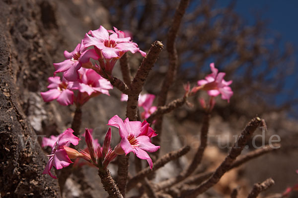 Wüstenrose (Adenium obesum)