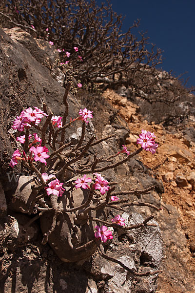 Wüstenrose (Adenium obesum)