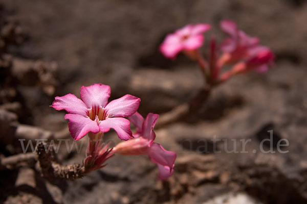 Wüstenrose (Adenium obesum)