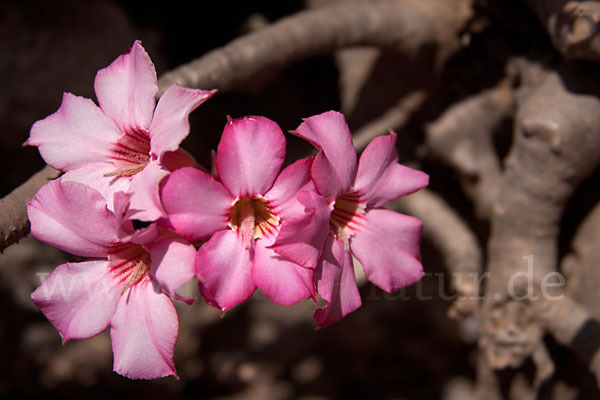 Wüstenrose (Adenium obesum)