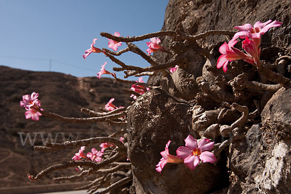 Wüstenrose (Adenium obesum)