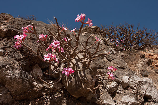 Wüstenrose (Adenium obesum)