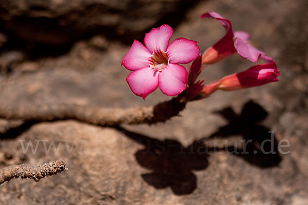 Wüstenrose (Adenium obesum)