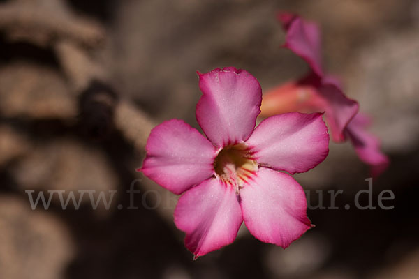 Wüstenrose (Adenium obesum)