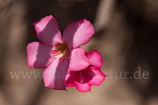 Wüstenrose (Adenium obesum)