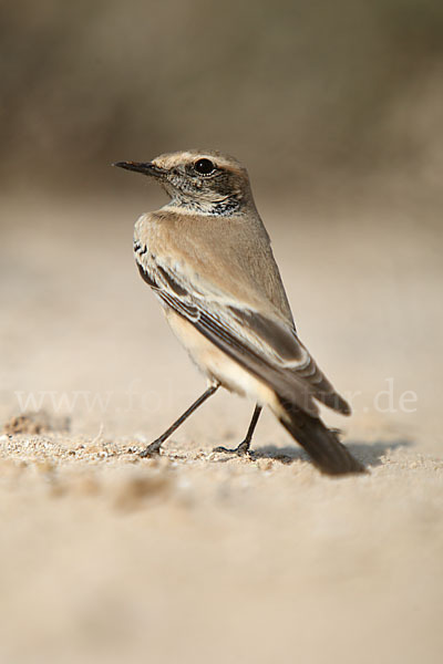 Wüstensteinschmätzer (Oenanthe deserti)