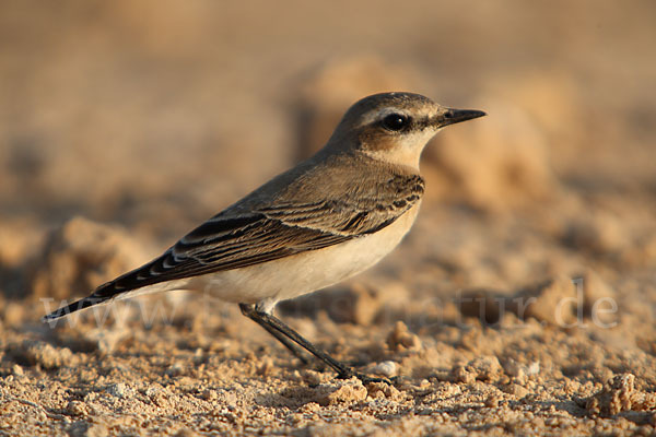 Wüstensteinschmätzer (Oenanthe deserti)