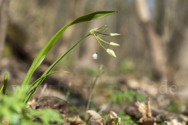 Wunder-Lauch (Allium paradoxum)