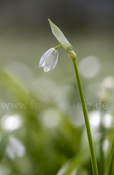 Wunder-Lauch (Allium paradoxum)