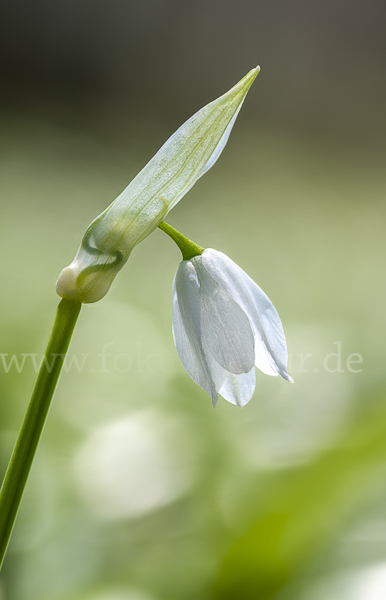 Wunder-Lauch (Allium paradoxum)