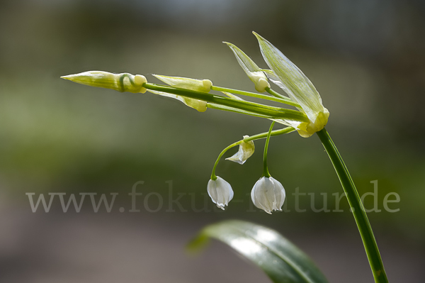 Wunder-Lauch (Allium paradoxum)