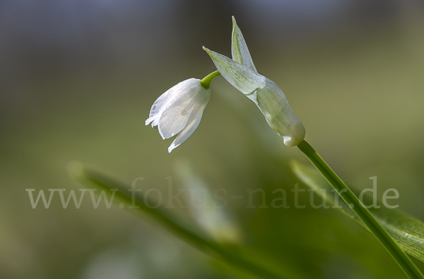 Wunder-Lauch (Allium paradoxum)