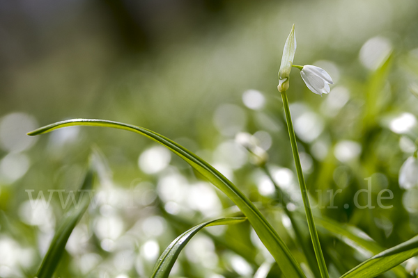 Wunder-Lauch (Allium paradoxum)