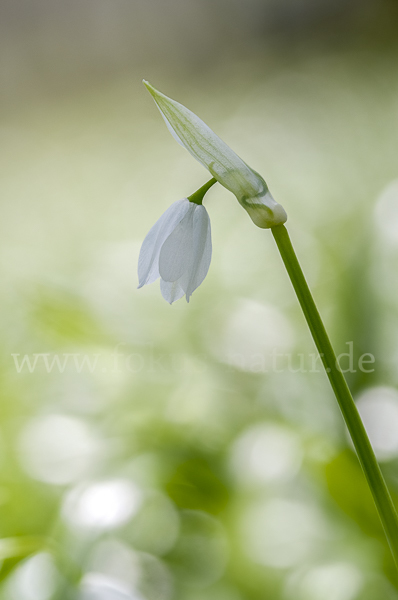 Wunder-Lauch (Allium paradoxum)