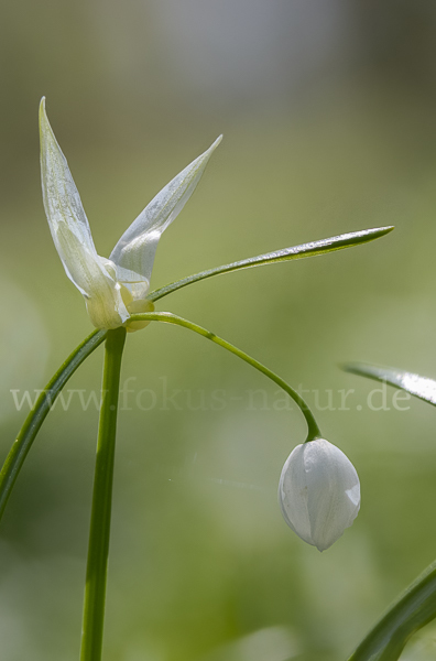 Wunder-Lauch (Allium paradoxum)