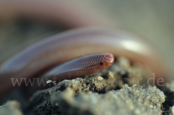 Wurmschlange (Typhlops vermicularis)