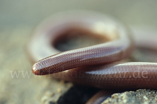 Wurmschlange (Typhlops vermicularis)