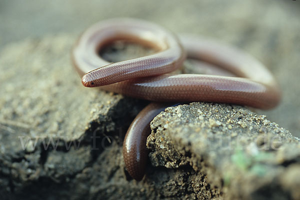 Wurmschlange (Typhlops vermicularis)