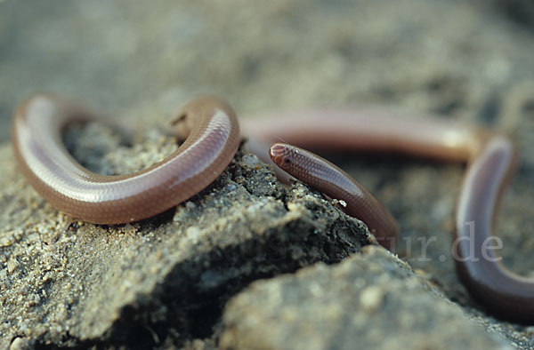 Wurmschlange (Typhlops vermicularis)