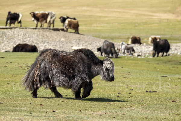 Yak (Bos mutus)