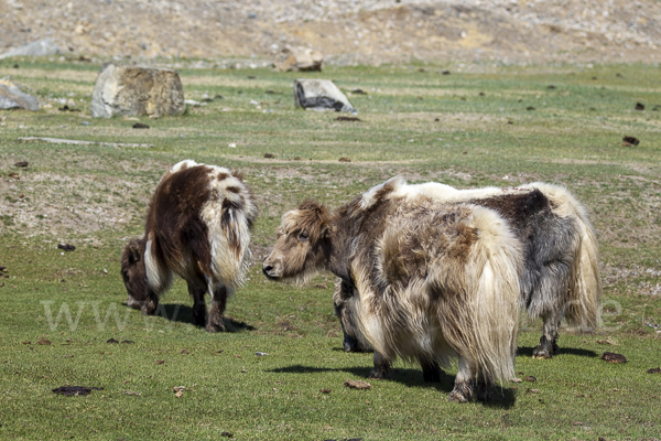 Yak (Bos mutus)